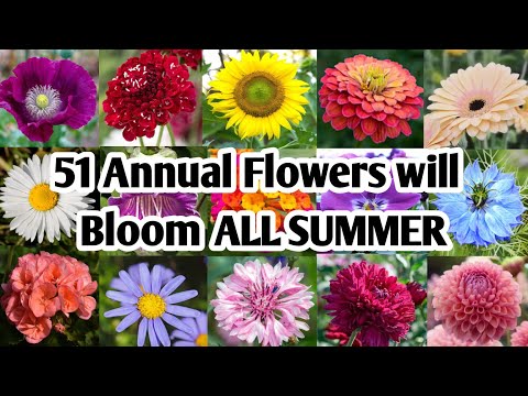 Video: Blommande ettåriga blommor: foton och namn