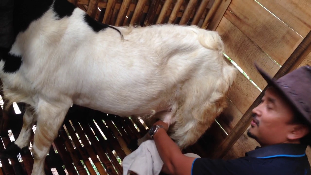 memerah susu kambing etawa - lebak etawa farm indonesia 