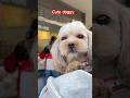Ang cute ni doggy