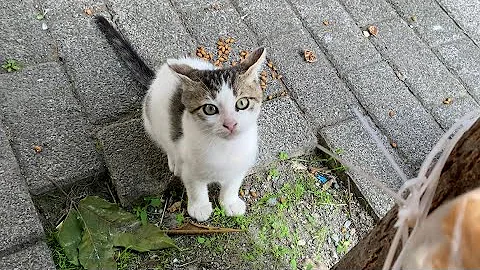 Watch the video about Beautiful Kitten playing with me. This Kitten is so cute 😍