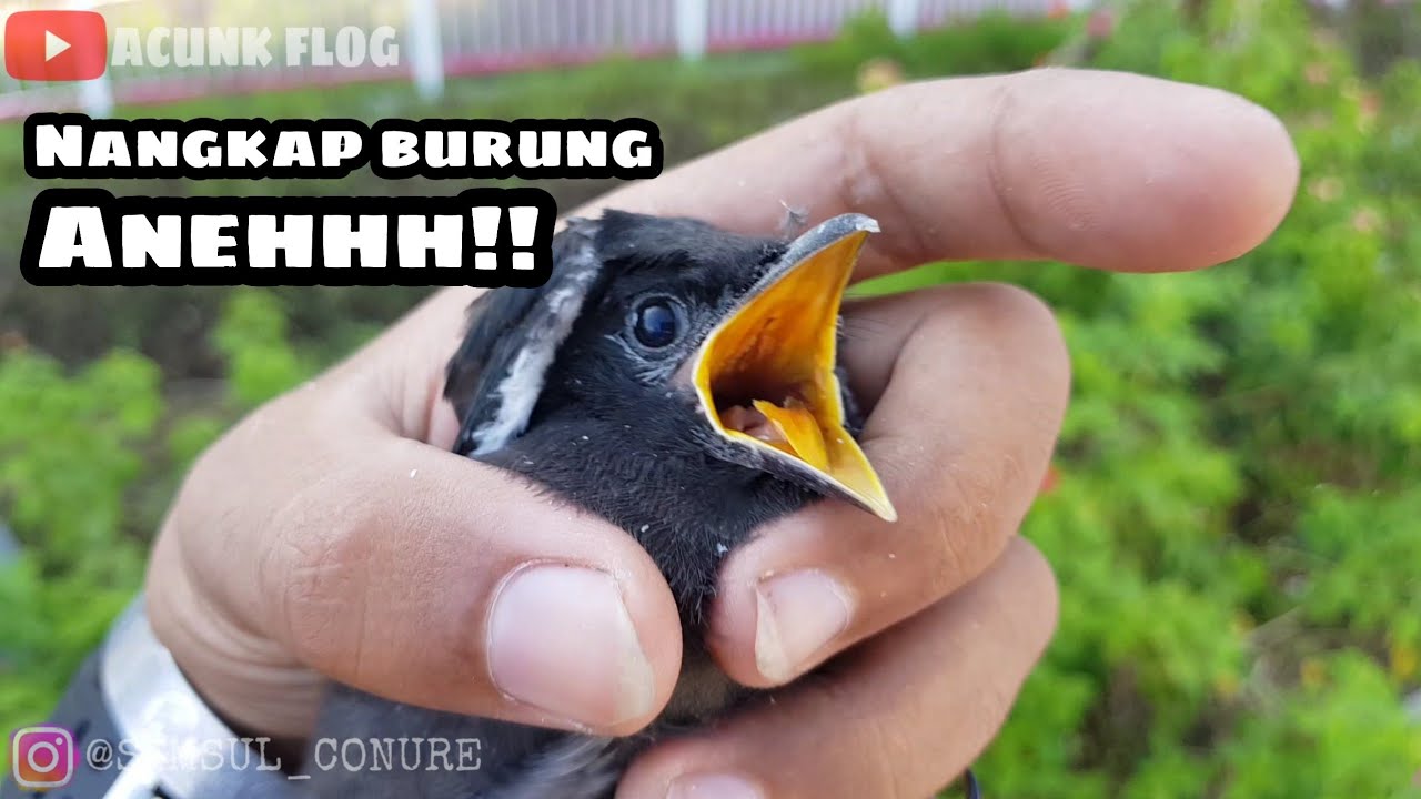 NGEBOLANG DAPAT BURUNG MENYERAMKAN DAN DAPAT BANYAK SARANG BURUNG
