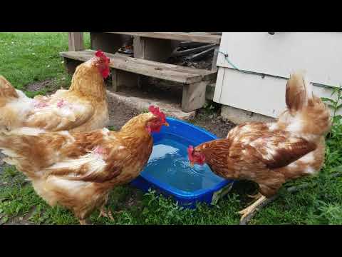 Video: Ali zalivate kokoš in piščanca?