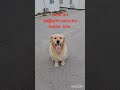 Golden retriever.dost'un değişimi. #keşfet