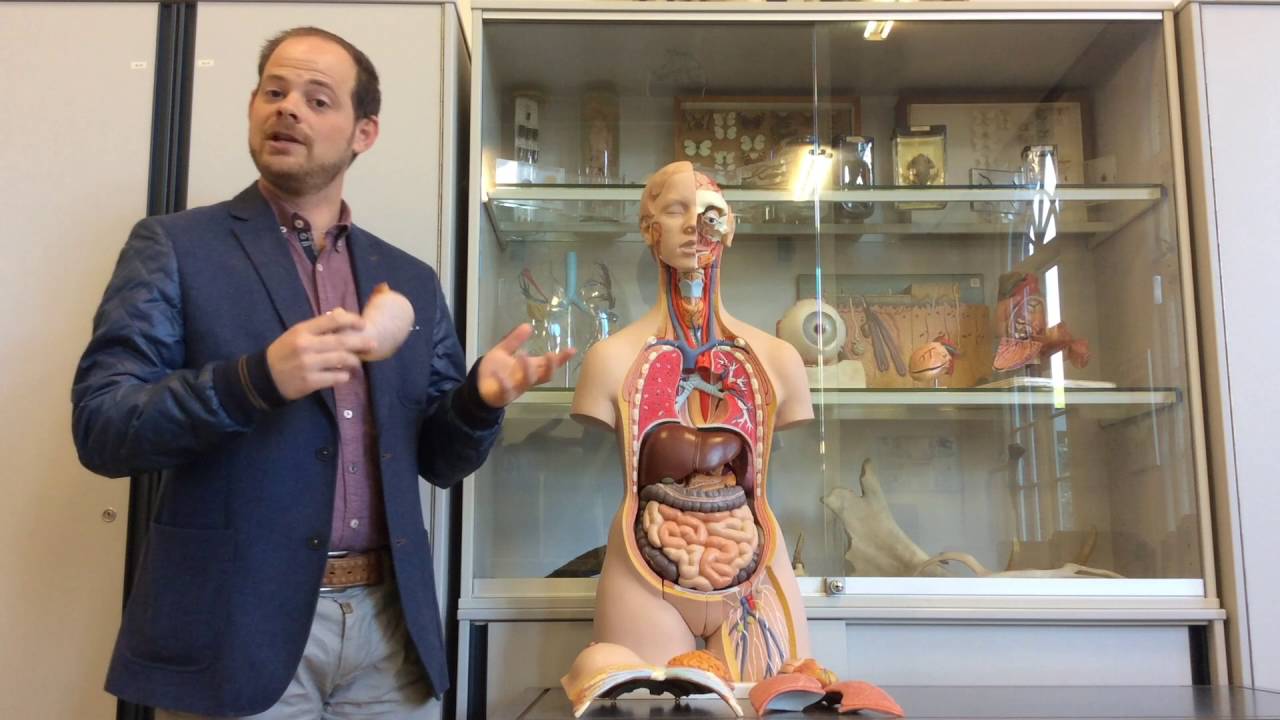 Biologie van Tim - Organen en hun functies