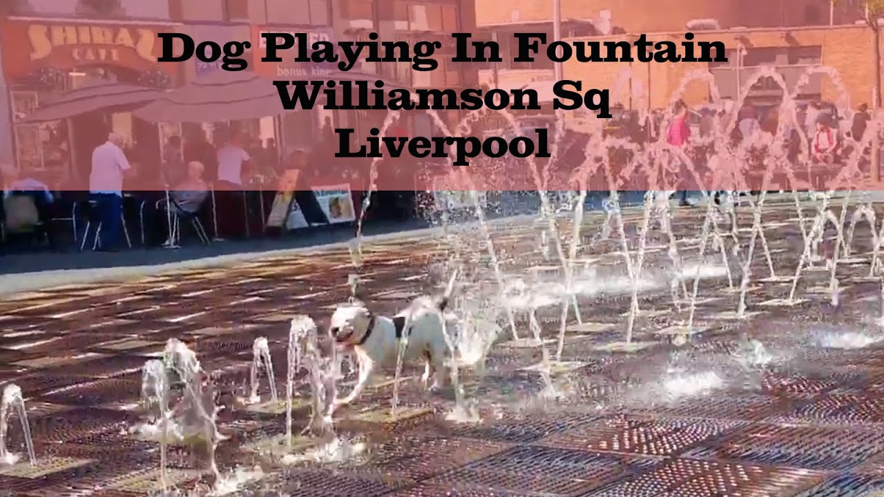Dog playing in Water Fountain, Williamson Sq, Liverpool YouTube