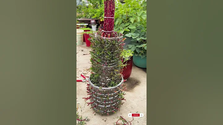 Good tips for planting portulaca flower beautiful #garden #handmadeplanter #gardenflower #shorts