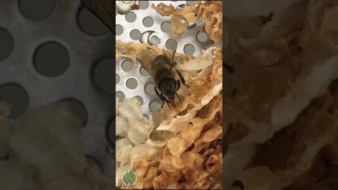 Watching a Bee at Work Feels Like Meditation #PeacefulNature #BeeMacro #NatureMeditation