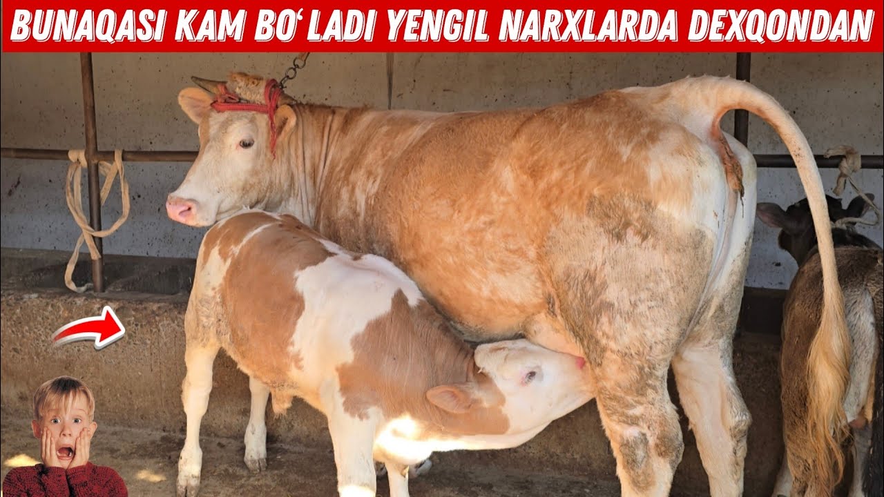 Voy Ma Sha Allah Moʻjiza Dexqon Togʻadan Yengil Narxlarda Ishonarli Sigirlar