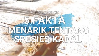 #FunFact - 5 Fakta Menarik Tentang Spesies Kadal yang Jarang Kita Ketahui