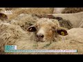 Lâna de oi poate deveni îngrășământ organic – AGRO TV News