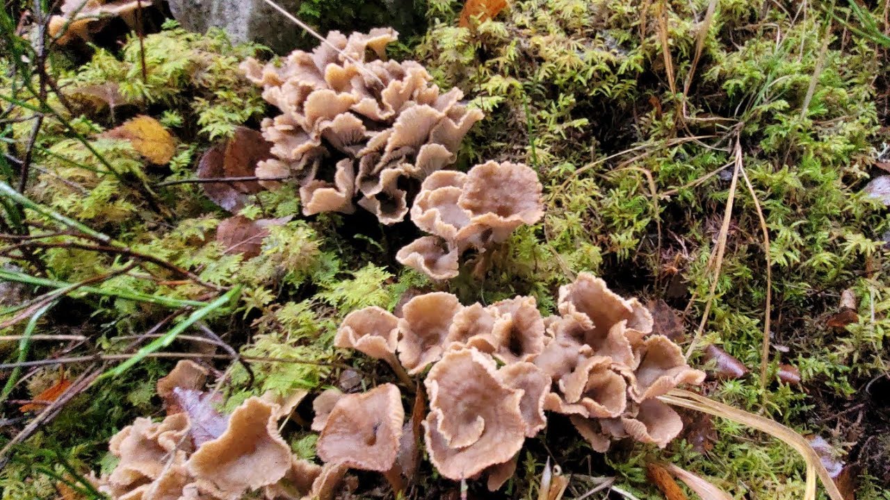 ยังคาใจนอนไม่หลับถ้าไม่ได้มาตรงนี้อีกคงต้องรอปีหน้ารอไม่ไหวเพราะเห็ดเยอะสุดๆ