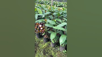 Cây Măng cục thực sinh | 0386569374 - Ngọc Ngân Bến Tre | Chuyên cây độc lạ