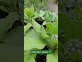 Скоро цвітіння 🌿 #shortvideo #дача #огірковатрава #кропивницький