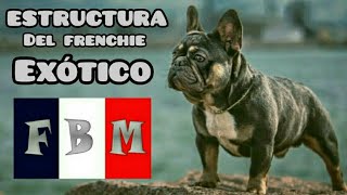 hablemos sobre el bulldog frances 2da parte. ( importancia  de la estructura )