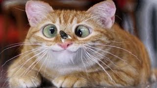 ПРИКОЛЫ С ЖИВОТНЫМИ ДО СЛЕЗ / Смешные КОТЫ 2021 / Приколы с КОТАМИ / Funny ANIMALS video #21