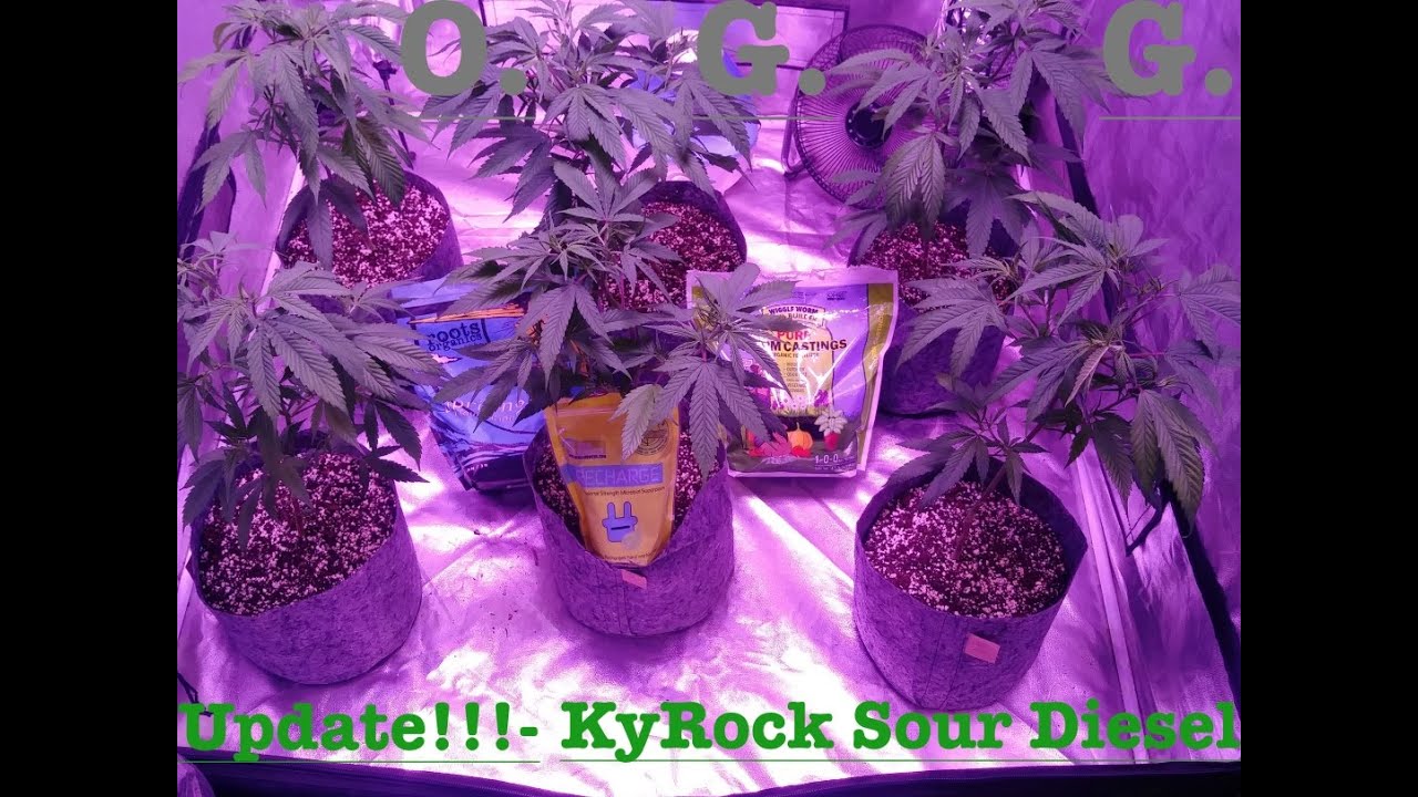 My Organic Garden Ep2 KyRock Farms Sour Diesel Clones YouTube