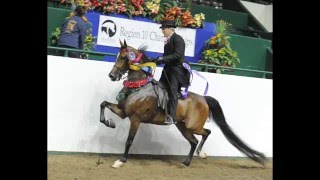 Hesten Park Sales - Hs Big Time Rush