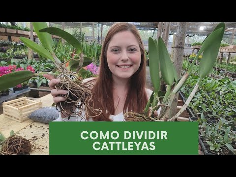 COMO DIVIDIR ORQUÍDEA CATTLEYA | PASSO A PASSO COMPLETO!