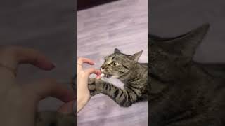 Кот Саймон - траводядный хищник #cat #веселыекоты #видосыоткота #youtub #youtubeshorts #kitten #кот
