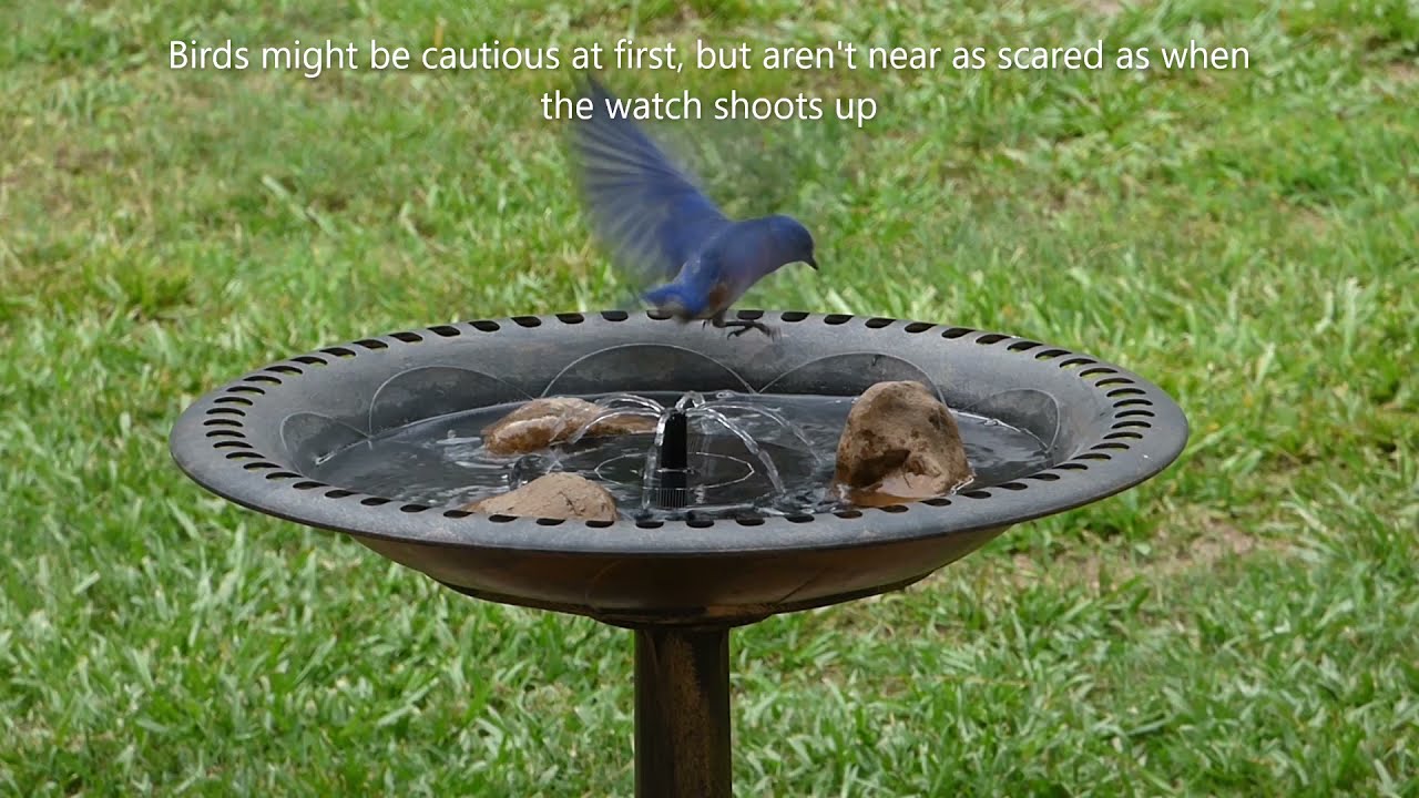 Bird Bath Solar Fountains - Finally one birds like!