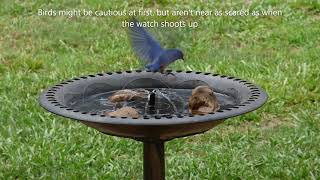 Bird Bath Solar Fountains - Finally one birds like!