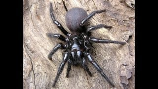 Atrax Robustus Funnel Web Spider Hd, 1280X720