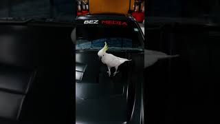 I think the bird likes the LS Swapped R34. #shorts #r34 #v8 #supercharger