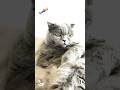 Seviyorum napiimm 🥰❤️🧿 #turkishcat #cat #kedivideoları #kedishorts #catshorts #scottish