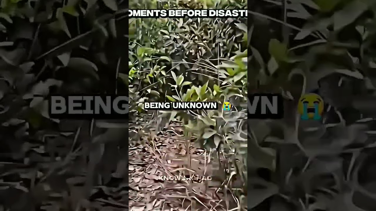 lion standing like nothing 