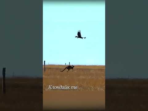 Орёл напал на кенгуру.