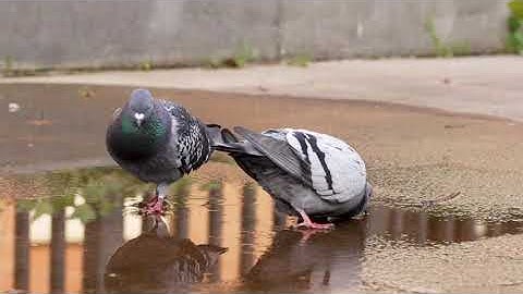 World Of Strange Animals | Pigeons Are Smarter Than You Think!