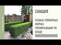 САМШИТ. Разные топиарные формы. Рекомендации по уходу.