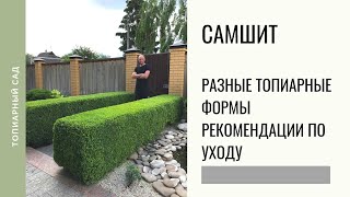 САМШИТ. Разные топиарные формы. Рекомендации по уходу.