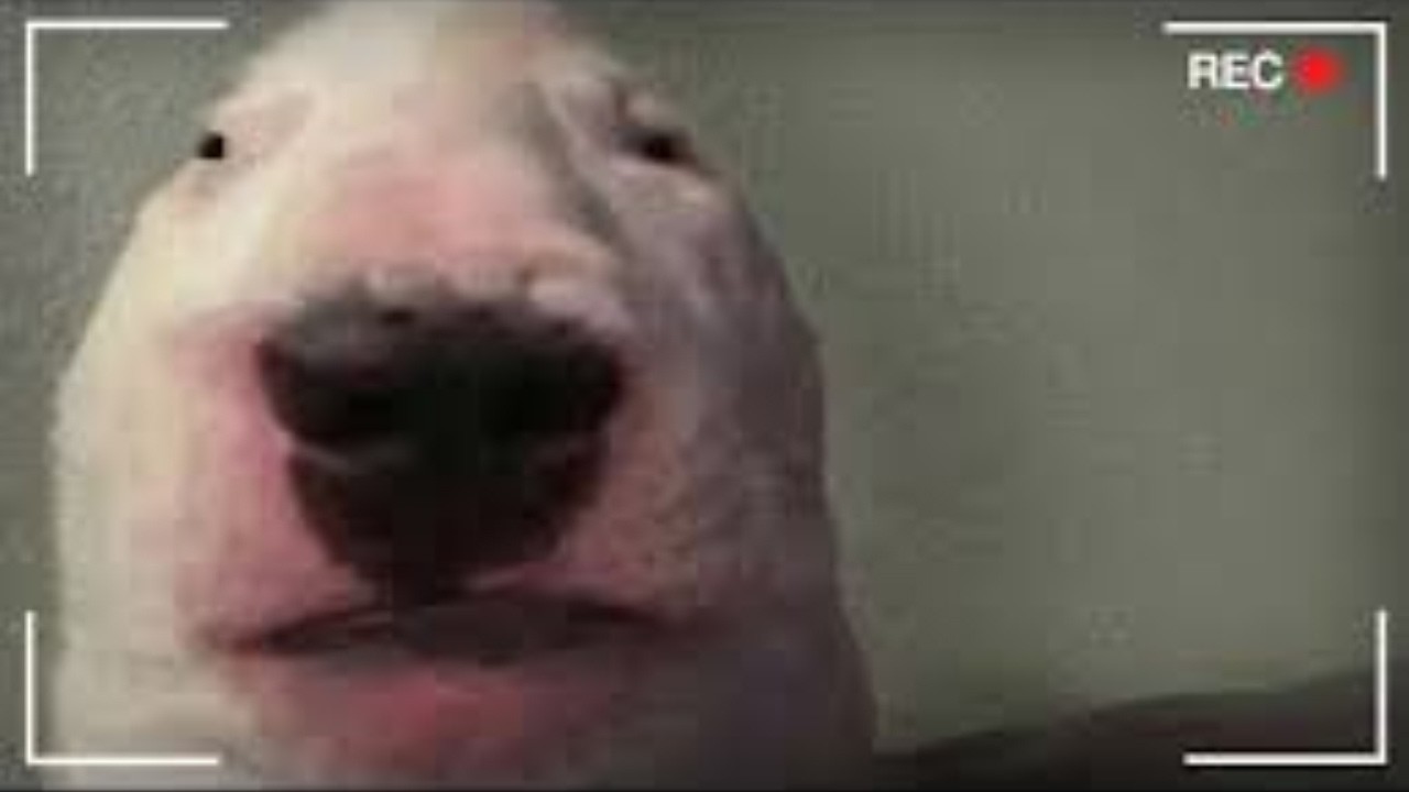 MEMES I PERMANENTLY SAVED PT.14