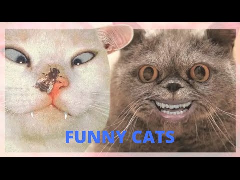 funny-cats---epic-laugh-:-funniest-scared-cat-home-compilation---funny-cat-videos
