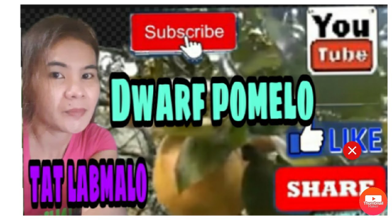 Dwarf Pomelo (suha sa tagalog ) Samahan nyo ako guys ikutin ntin ang