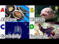 Learn Ocean Animal Names | ABC Sea Animals song | Most Popular Sea Creatures | Alphabets Kids Song