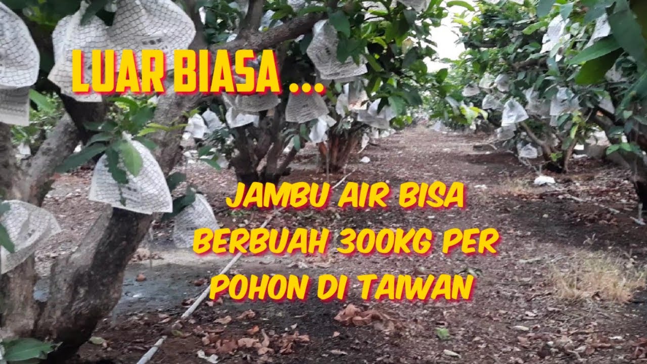 Luar Biasa....Jambu Air Bisa Berbuah 300 Kg Perpohon di Taiwan