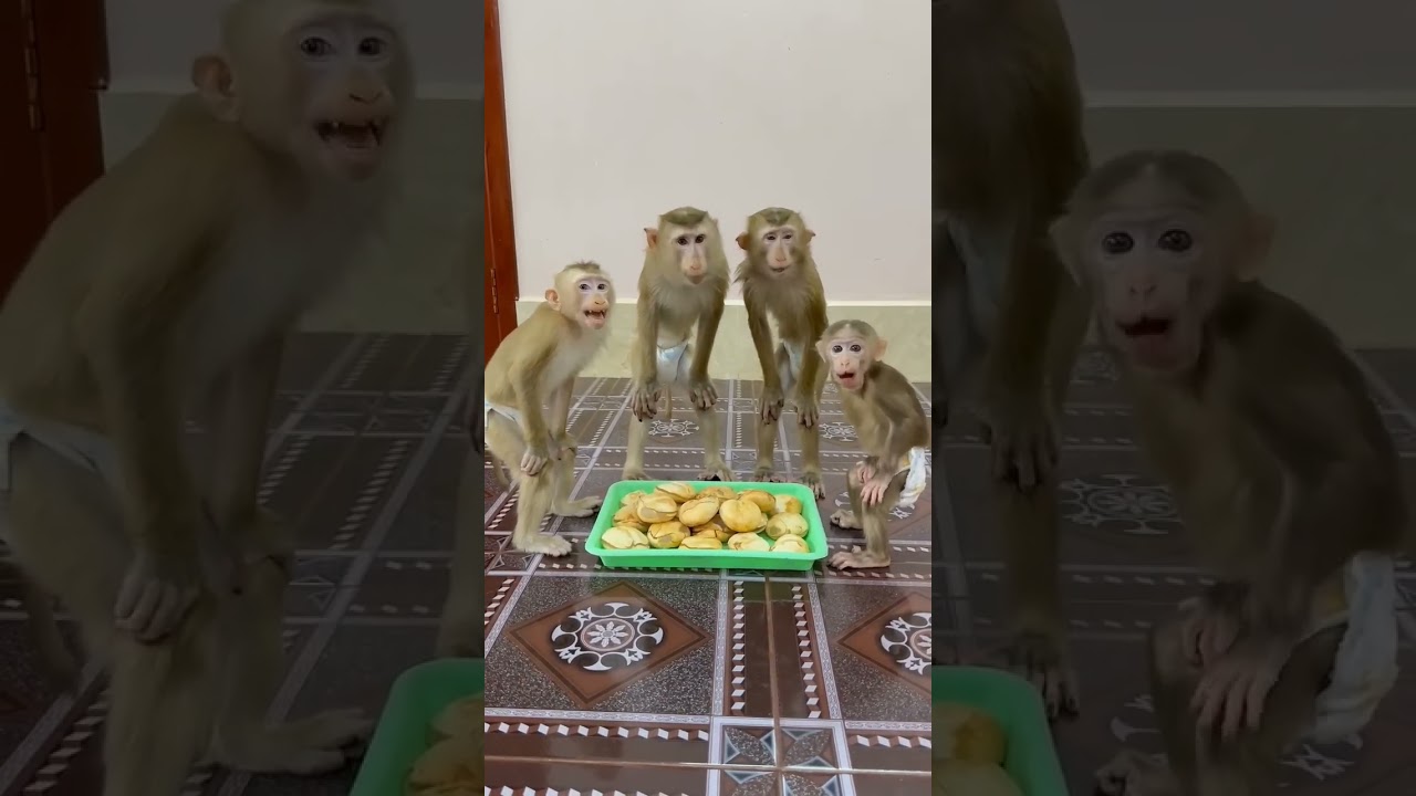 monkey waiting for friend