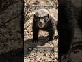अब ये भागेगी नहीं… ये बदला लेगी 😈Honey badger दुनिया के सबसे fearless animals में से एक माना जाता है