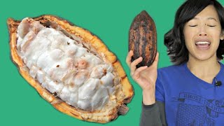 COCOA POD -- How to Open & Eat a Cacao Pod -- Fruity Fruits