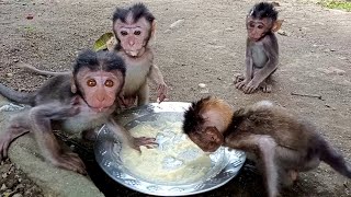 time to eat! four baby monkeys are hungry