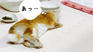眠すぎてオシッコがちょっと漏れちゃったうさぎ #975