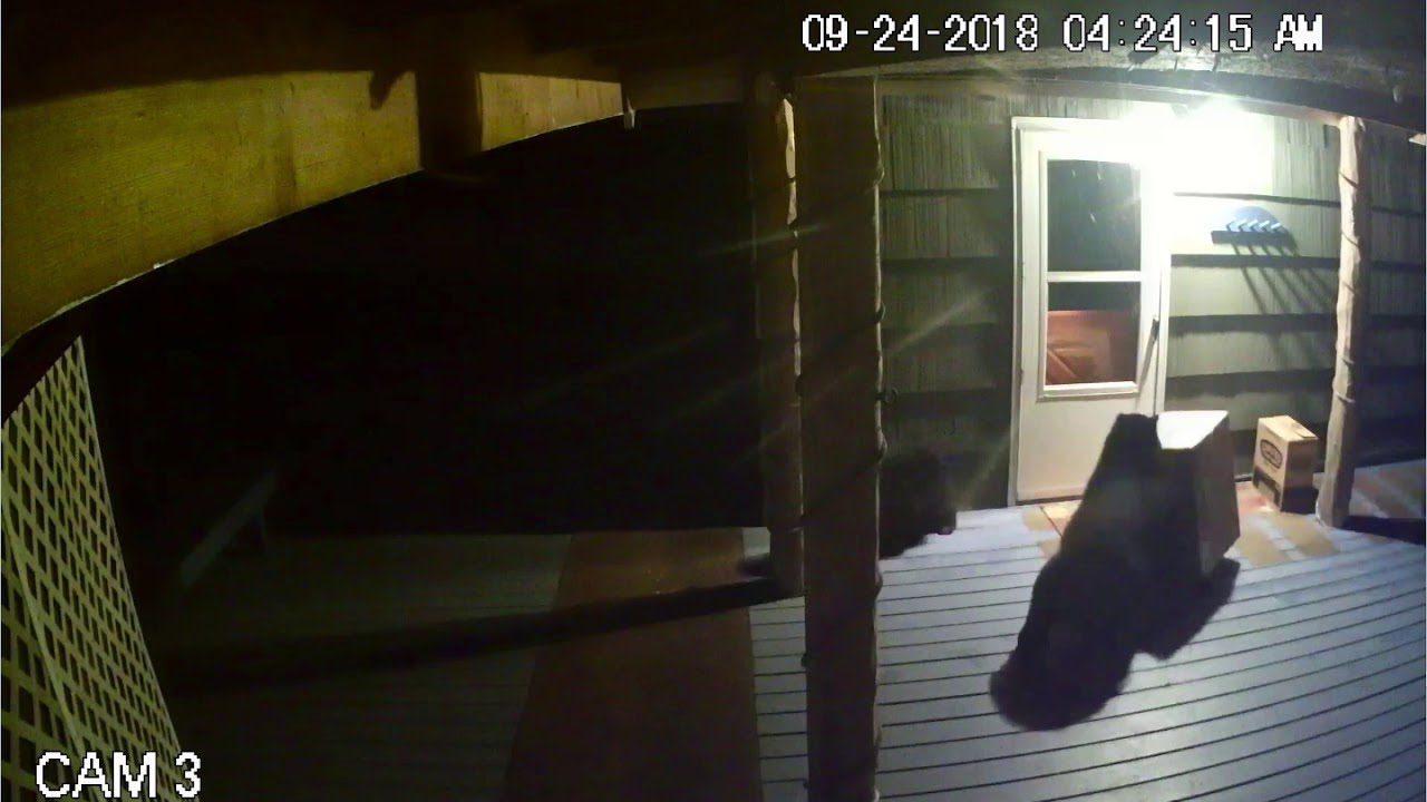 Mama Bear and Cubs Steal Package || ViralHog - YouTube
