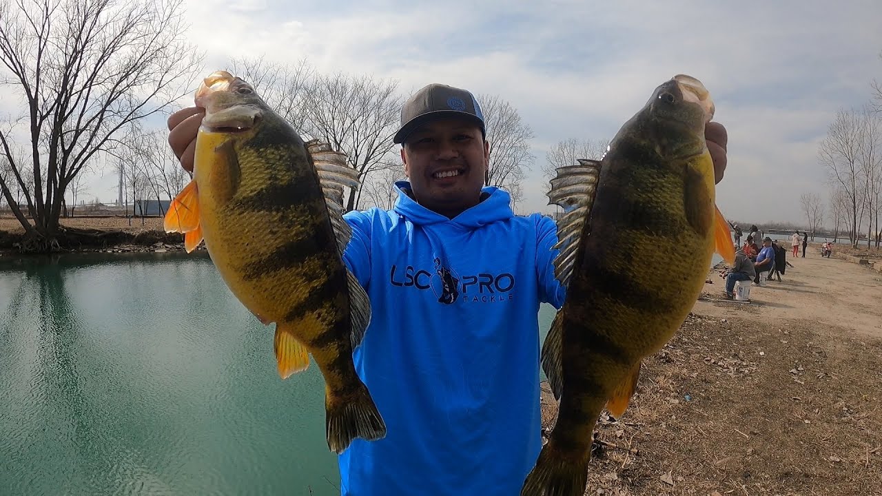 Ловля окуня на дропшот — рыбалка на реке Детройт