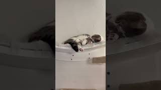 Two cute kitties lazing away a Saturday afternoon. by My Pampered Kitties 91 views 13 days ago 1 minute, 4 seconds