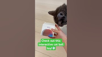 Have you seen how lightning-fast interactive cat ball toys are? ⚡🐾