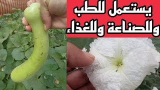 كالاباش خياري وفوائده الطبية والصناعية والغذائية / قرع الكالاباش/ قرع السلاوي