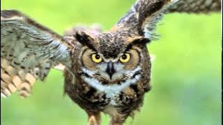 owl sound effects - efek suara burung hantu