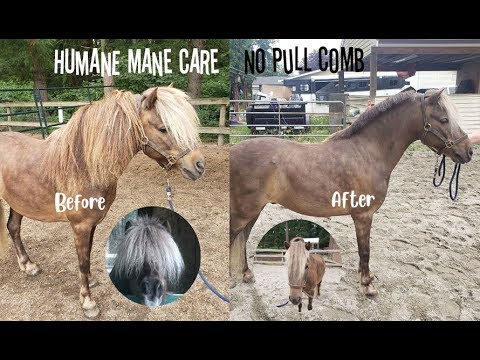 How To: "Pull" A Mane Without a Pull Comb